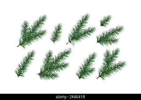 Ensemble de branches de sapin, pin, conifères. Illustration de Vecteur