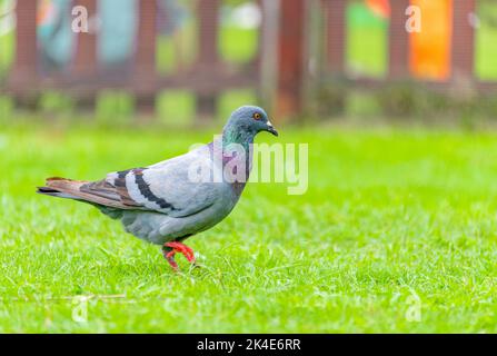 Superbes pigeons gris sur l'herbe verte Banque D'Images