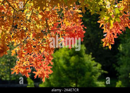 Feuilles colorées sur un érable dans le parc Banque D'Images