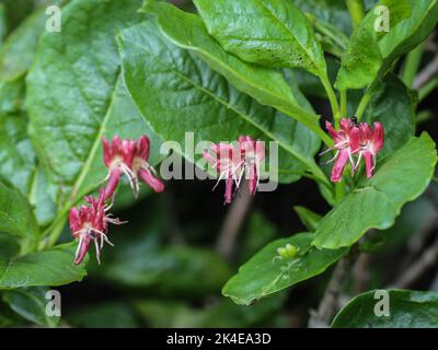 Fleurs rouges du chèvrefeuille de montagne (nom latin : Lonicera alpigena) à la montagne Mokra Gora près de Tutins dans le sud-ouest de la Serbie Banque D'Images