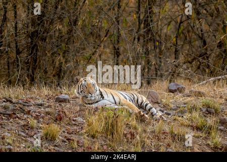 Alerte Indien sauvage tigre du bengale ou panthera tigris tigris se reposant et à la recherche de proies possibles en saison chaude d'été au parc national de bandhavgarh Banque D'Images