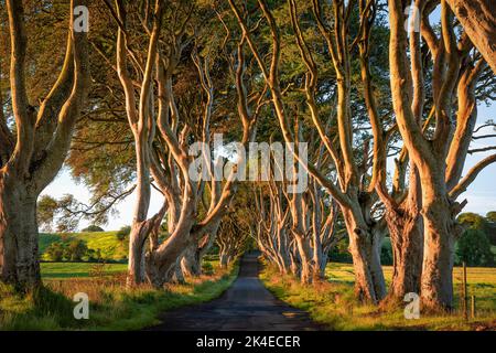 Dark Hedges - avenue romantique, majestueuse, atmosphérique, semblable à un tunnel, de hêtre entrelacés, planté au 18th-siècle en Irlande du Nord. Voir DO Banque D'Images