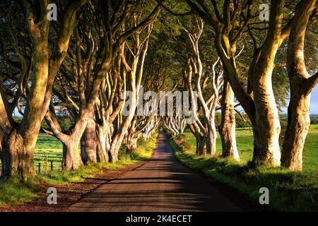 Dark Hedges - avenue romantique, majestueuse, atmosphérique, semblable à un tunnel, de hêtre entrelacés, planté au 18th-siècle en Irlande du Nord. Voir DO Banque D'Images