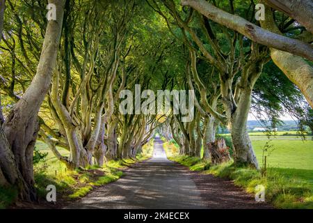 Dark Hedges - avenue romantique, majestueuse, atmosphérique, semblable à un tunnel, de hêtre entrelacés, planté au 18th-siècle en Irlande du Nord. Voir DO Banque D'Images