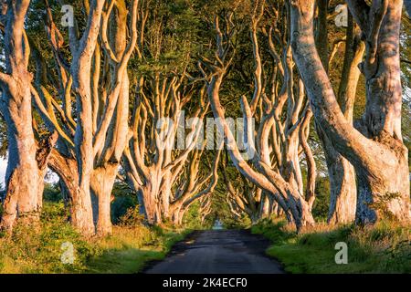 Dark Hedges - avenue romantique, majestueuse, atmosphérique, semblable à un tunnel, de hêtre entrelacés, planté au 18th-siècle en Irlande du Nord. Voir DO Banque D'Images