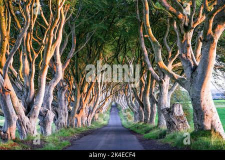 Dark Hedges - avenue romantique, majestueuse, atmosphérique, semblable à un tunnel, de hêtre entrelacés, planté au 18th-siècle en Irlande du Nord. Voir DO Banque D'Images