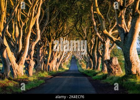 Dark Hedges - avenue romantique, majestueuse, atmosphérique, semblable à un tunnel, de hêtre entrelacés, planté au 18th-siècle en Irlande du Nord. Voir DO Banque D'Images