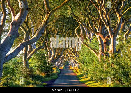 Dark Hedges - avenue romantique, majestueuse, atmosphérique, semblable à un tunnel, de hêtre entrelacés, planté au 18th-siècle en Irlande du Nord. Voir DO Banque D'Images