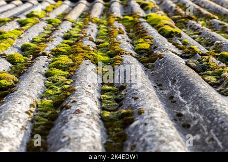 Toit carrelé d'une maison recouverte de mousse verte. Photo de haute qualité Banque D'Images