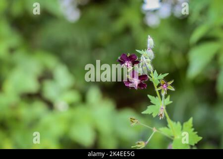 Fleurs violettes de Geranium phaeum, dusky cranesbill sur le Mont Mokra Gora près de Tulin en Serbie Banque D'Images