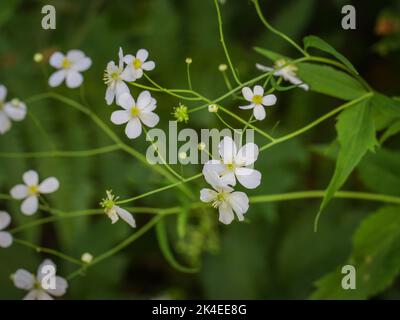 La grande coupe de beurre blanc (nom latin: Ranunculus platanifolius) à la montagne Mokra Gora près de Tutin dans le sud-ouest de la Serbie Banque D'Images