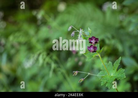 Fleurs violettes de Geranium phaeum, dusky cranesbill sur le Mont Mokra Gora près de Tulin en Serbie Banque D'Images