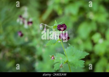 Fleurs violettes de Geranium phaeum, dusky cranesbill sur le Mont Mokra Gora près de Tulin en Serbie Banque D'Images