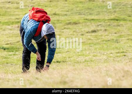 Un jeune cueille des champignons en tant que nourriture libre sauvage dans un champ du Yorkshire, Angleterre, Royaume-Uni Banque D'Images