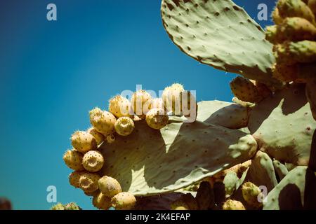 Cactus de poire sauvage comestible naturelle opuntia ficus indica aka figuier indien en Calabre teinté au bleu profond chaud Banque D'Images