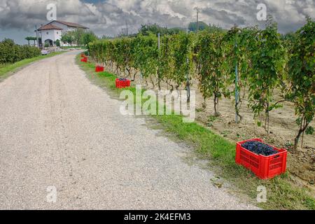 Caisses rouges avec raisins bleus en attente de ramassage au moment de la récolte dans un vignoble en Italie Banque D'Images