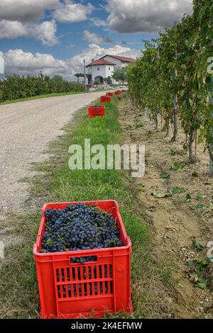 Caisses rouges avec raisins bleus au moment de la récolte en Italie Banque D'Images