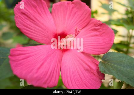Gros plan de Hibiscus moscheutos roses en fleurs. Mouchard rose marécageux. Banque D'Images