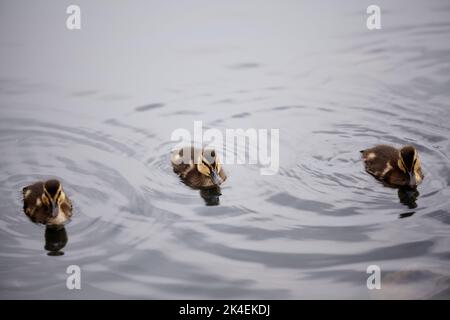 Trois petits canetons nagent dans le lac. Bain de Mallard. Magnifique scène naturelle de gros plan sur le lac. Banque D'Images