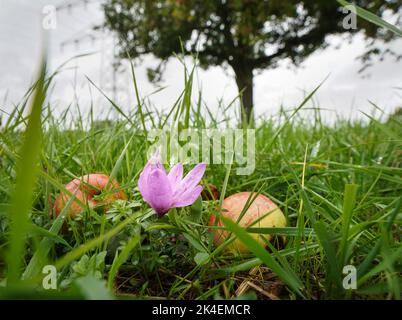 02 octobre 2022, Hessen, Francfort-sur-le-main : un crocus d'automne se blotait parmi les pommes tombées dans un verger de prairie dans la partie nord-est de la ville. Les fleurs ressemblent à des crocodiles, fleurissent à la fin de l'été et à l'automne et sont toxiques. Photo: Frank Rumpenhorst/dpa Banque D'Images