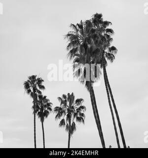 Photo en niveaux de gris à faible angle de grands palmiers dans le ciel Banque D'Images