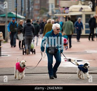 Femme âgée marchant des chiens sur la promenade de Portobello, Écosse, Royaume-Uni Banque D'Images