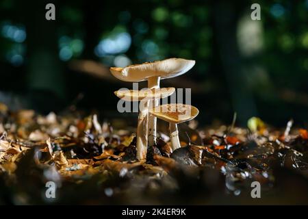 Groupe d'Amanita muscaria regalis en pleine croissance sur une forêt à l'automne. Tabouret dans la forêt sous une lumière enjouée Banque D'Images