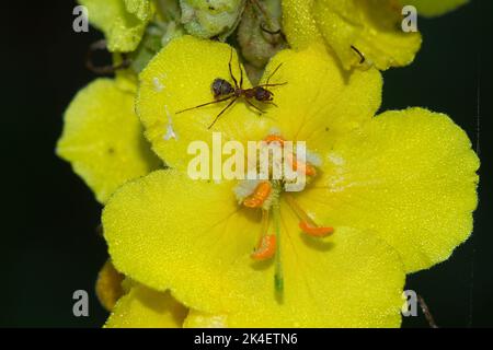 Gros plan d'un Ant rouge sur la fleur jaune de la mulline Densflower Banque D'Images