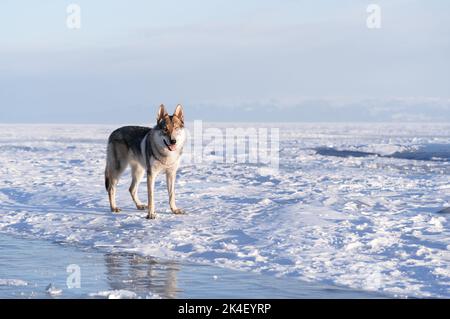 Un Si Grand Soleil Du 19 Mars 2022 Portrait lumineux d'un chien croisé et d'un loup debout dans la neige