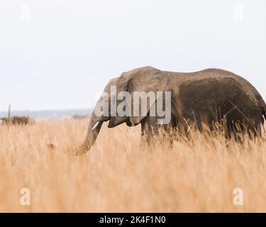 Éléphant d'Afrique marchant à travers la longue herbe dans le Maasai Mara Banque D'Images