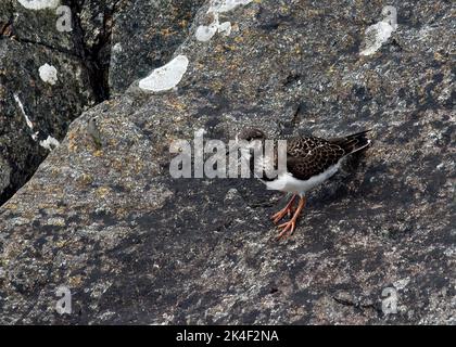 Turnstone (Arenaria interprés) visiteur hivernal (août - mai) du Canada/Groenland à l'île Banque D'Images