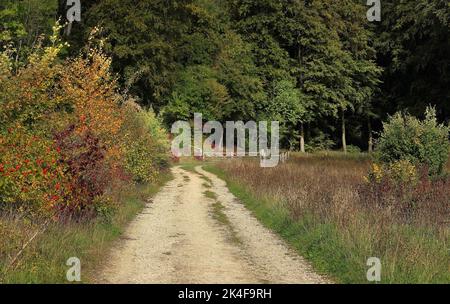 Début de l'automne sur une piste rurale dans les Chiltern Hills en Angleterre Banque D'Images
