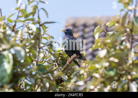 Une étoile commune ou européenne, Sturnus vulgaris, perchée sur une branche précédemment arrachée avec des feuilles de chaque côté et le toit d'une maison dans le bac Banque D'Images