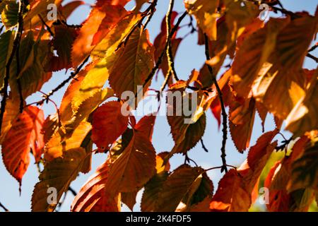 Feuilles d'automne au soleil Banque D'Images