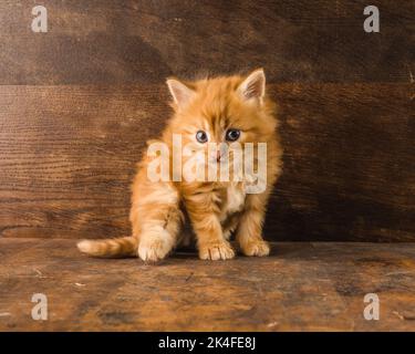 Un beau chaton de tabby rouge aux cheveux longs, assis sur un plancher en bois brun Banque D'Images