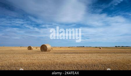 Balles rondes de paille dans un champ de blé près de la ville d'Okotoks, en Alberta Banque D'Images