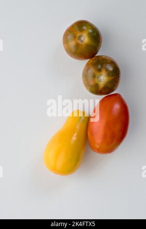 deux tigres rayés rouges, un jaune et une tomate prune sur fond blanc Banque D'Images