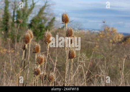 Tête de fleur de Dipsacus sativus sèche en hiver. Banque D'Images