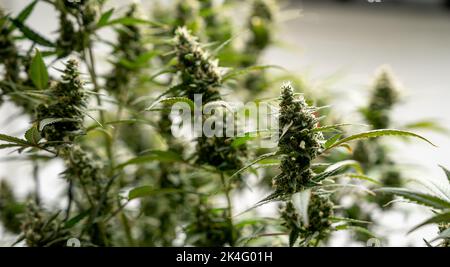 industrie agricole de marijuana. De superbes prises de vue macro et micro. Maison verte, extérieur, plantes intérieures. La récolte de cannabis, la plantation de mauvaises herbes et plus encore. Banque D'Images