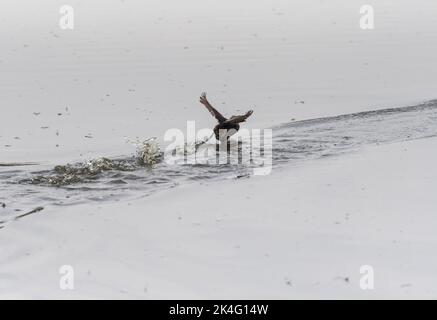 Little Grebe (Tachybaptus ruficollis) en cours d'exécution Banque D'Images