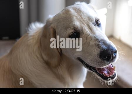 Chien labrador gros plan à l'intérieur de la maison. Banque D'Images