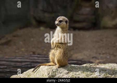 Meerkat (suricate) sur une pierre dans le désert en service de garde Banque D'Images