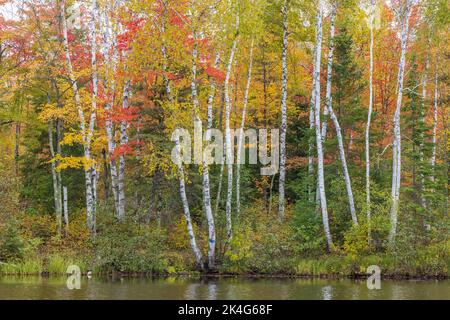 Une belle scène d'automne sur la fourche est de la rivière Chippewa dans le nord du Wisconsin. Banque D'Images