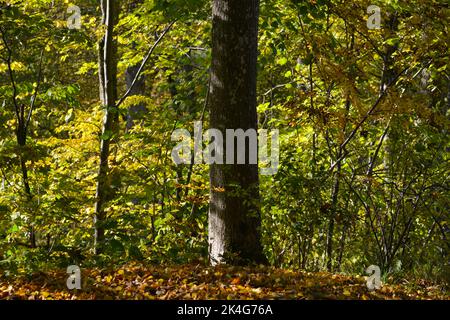 Tronc d'arbre dans une forêt colorée en automne. Feuilles colorées d'arbres s'empilent sur le sol. Banque D'Images