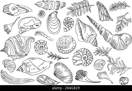 Contour de la ligne noire isolée coquillages et plantes ensemble de coquillages d'océan dessinés à la main ou de conch mollusque de crête de mer sous-marin animal fossile Nautical and Illustration de Vecteur