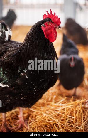 Poulets dans une grange sur la paille. Élevage et élevage de volailles. Banque D'Images