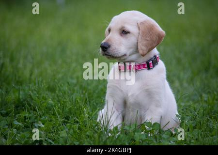 Adorable chiot Labrador Retriever de 8 semaines à col rose Banque D'Images