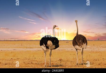 Ostrich mâle et femelle debout côte à côte sur les plaines africaines ouvertes, avec vue sur le coucher du soleil. Parc national d'Etosha, Namibie Banque D'Images