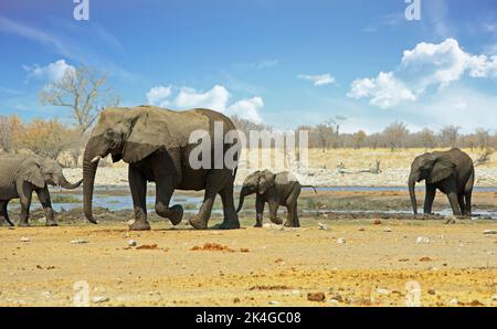 Un éléphant de Matriach et son tout jeune éléphant se tiennent à un trou d'eau, avec d'autres éléphants regardant. Rietfontein, Etosha, Namibie Banque D'Images