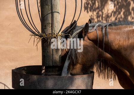 deux chevaux mangeant directement à partir d'une plaque de métal, avec fond de mur brun clair de couleur crème, chevaux bruns mexique Banque D'Images